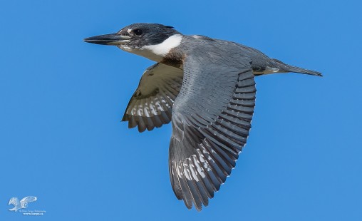 Out of The Blue (Female Belted Kingfisher)