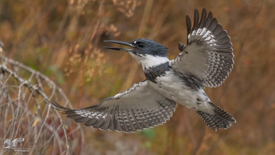Nice Wing Spread (Belted Kingfisher)