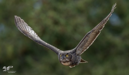 Forgotten Horned Owl (Great Horned Owl)