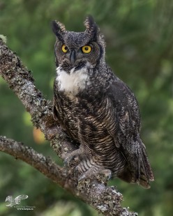 Look Into My Eyes! (Great Horned Owl)