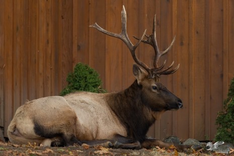 Front Yard Guardian (Roosevelt Elk)