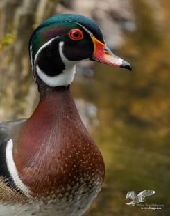 Male Wood Duck Portrait