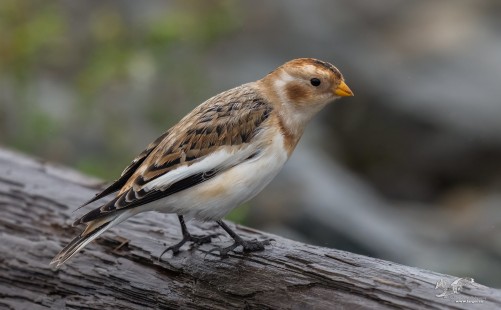 Logging Out (Snow Bunting)