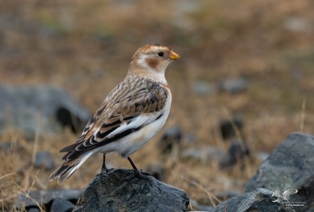 Bunting on The Rocks (Snow Bunting)