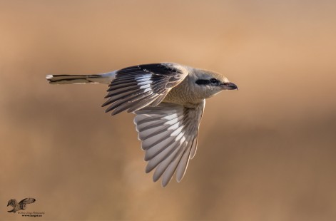 Northern Shrike in Flight