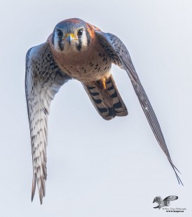 Looking Straight into The Lens (American Kestrel)