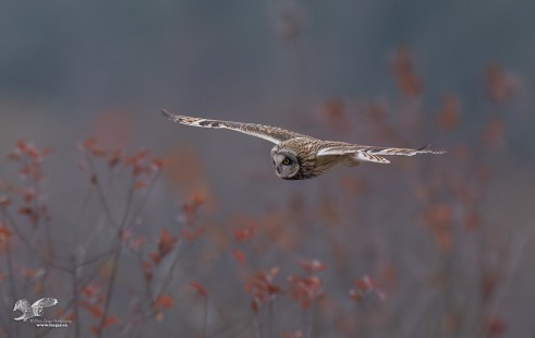 Short-Eared Owl With Fall Background