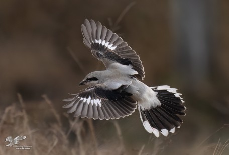 Hunting With Flair (Northern Shrike)