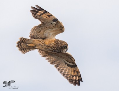 In Hunting Mode (Short-Eared Owl)