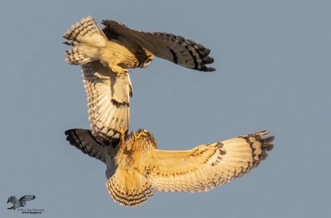 Aerial Combat (Short-Eared Owls)