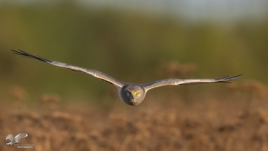 He's Comin Right at Us! (Northern Harrier)