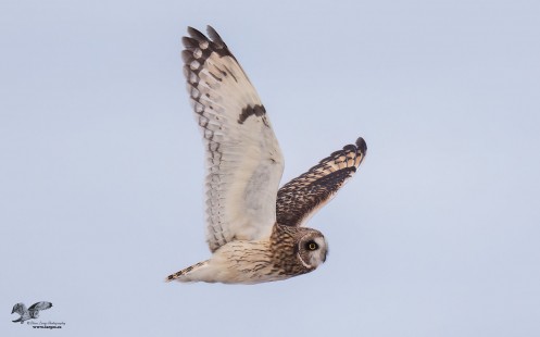 Simple But Pretty (Short-Eared Owl)