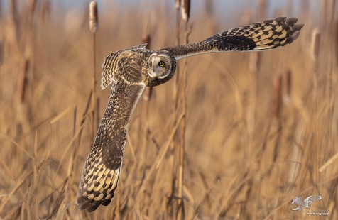 Hunting in The Bulrushes (Short-Eared Owl)