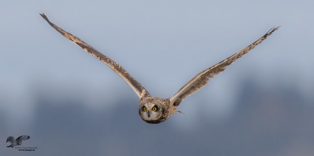 Cloudy Morning Flight (Short-Eared Owl)