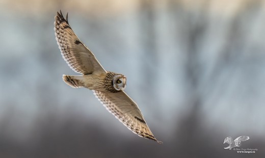 Twilight Glide (short-eared owl)
