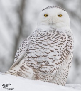 This Time Last Year (Snowy Owl)