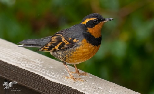 After The Snow is Gone (Varied Thrush)