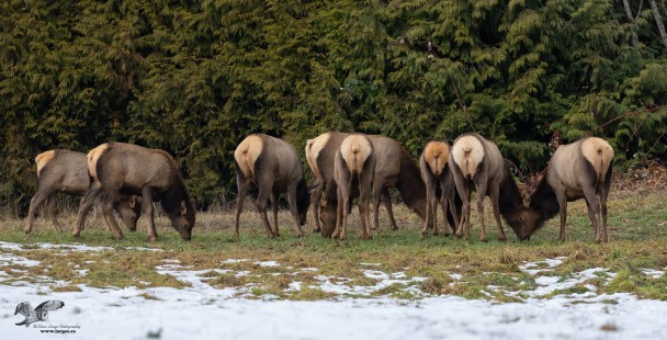Wapiti means "White Rump" in Shawnee (Roosevelt Elk)