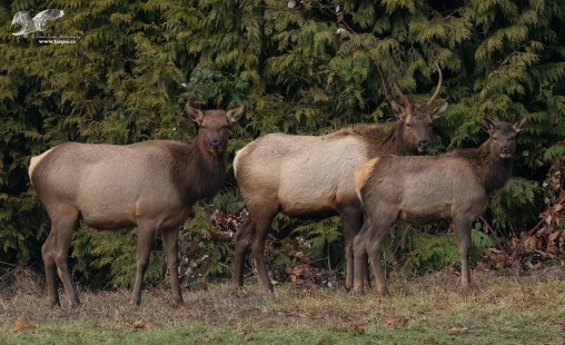 Sticking Together (Roosevelt Elk)