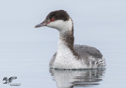 First Horned Grebe of 2023