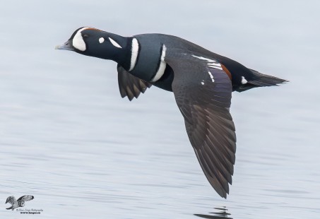 Male Harlequin Duck in Flight