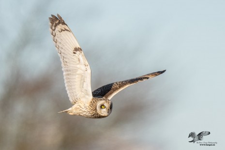 WIngs Up Version (Short-Eared Owl)