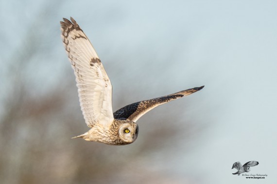 WIngs Up Version (Short-Eared Owl)