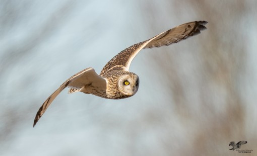 Another Sunny Day Short-Ear (Short-Eared Owl)