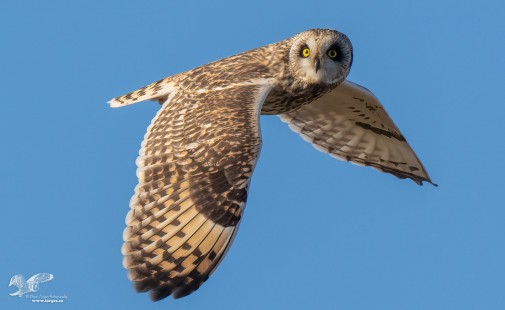 Out of The Blue (Short-Eared Owl)