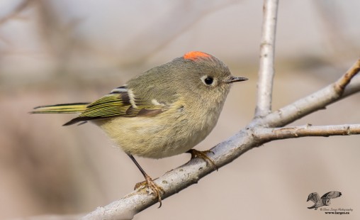 First Jewel of Spring (Ruby-Crowned Kinglet)