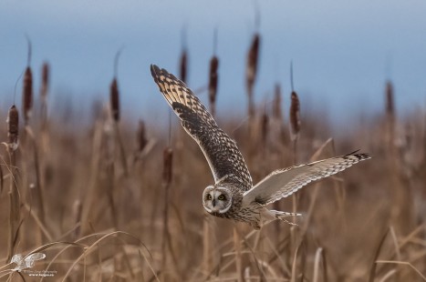 Coming Out of The Cat Tails (Short-Eared Owl)