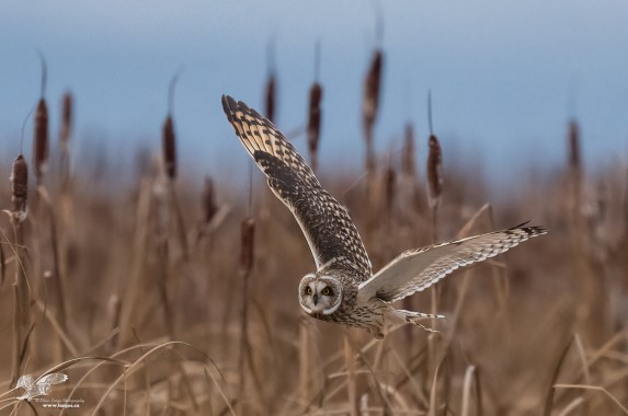 Coming Out of The Cat Tails (Short-Eared Owl)