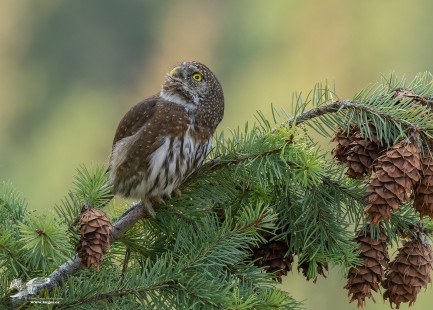 Keeping a Vigil (Northern Pygmy Owl)
