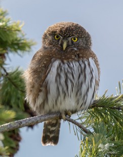 Backlight But All Right (Northern Pygmy Owl)