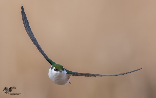 Going Up Around The Bend (Violet-Green Swallow)
