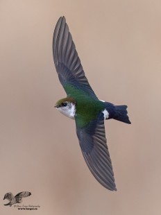 Swallow Back Shot (Violet-Green Swallow)