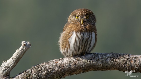 Sunny Morning Pygmy Owl (Northern Pygmy Owl)