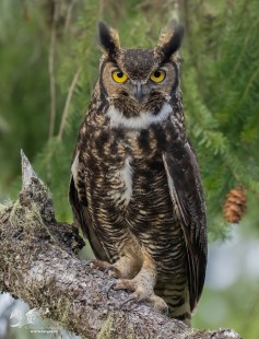 Out in The Open (Great Horned Owl)