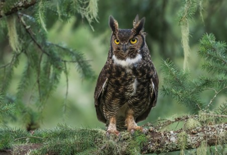 Horned Owl Environmental