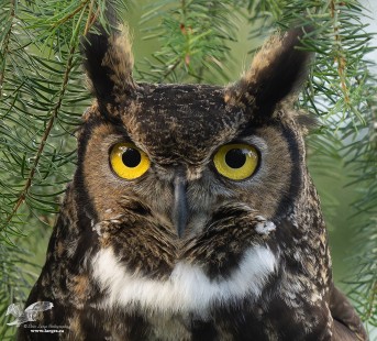 He's Still Out There! (Great Horned Owl)