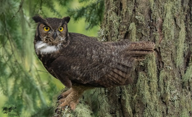 Forest Guardian (Great Horned Owl)