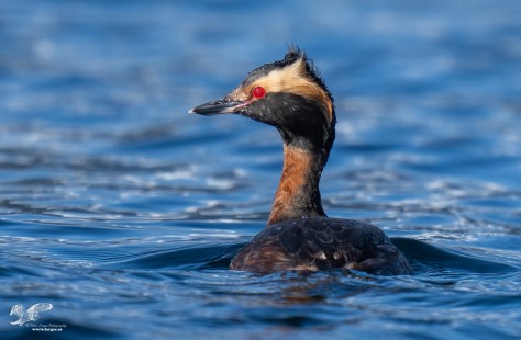 Transformation Nearly Complete (Horned Grebe)