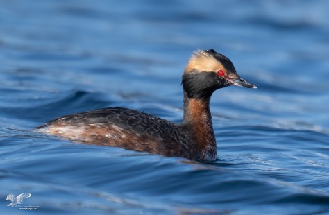 Riding The Wave (Horned Grebe)