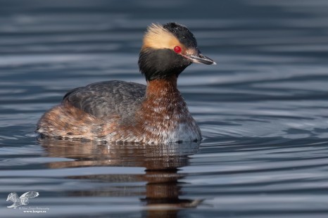 Come a Little Closer (Horned Grebe)