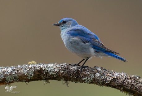 Holden Creek Mountain Bluebird