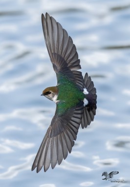 More Fun With Swallows (Violet Green Swallow)