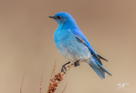 Pristine (Mountain Bluebird)