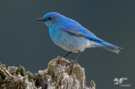 Driftwood Bluebird (Mountain Bluebird)