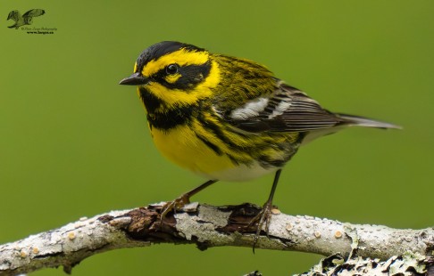 Male Townsend's Warbler