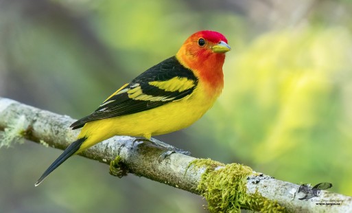 First Tanager of 2023 (Western Tanager)